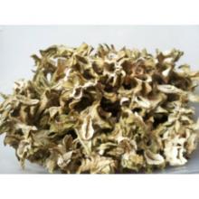 Trichocereus pachanoi (Кактус Сан-Педро) 150 грамм