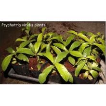 черенок Psychotria viridis - Chacruna